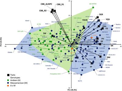 Mapping yield and yield-related traits using diverse common bean germplasm